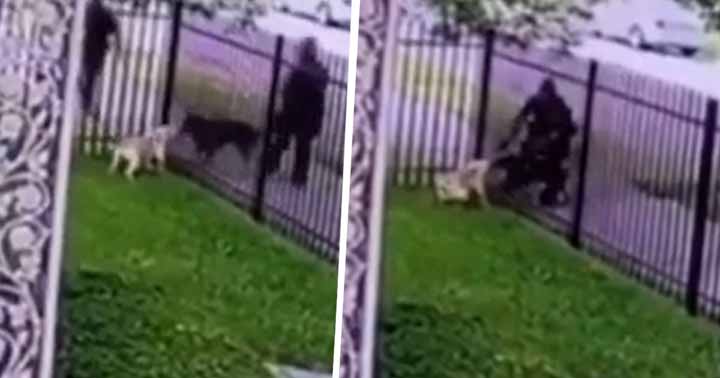 poliţistă a împuşcat un câine