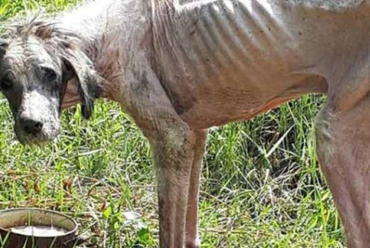 câine a ajuns piele și os