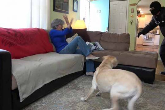 pitbull i-a salvat viaţa stapânei