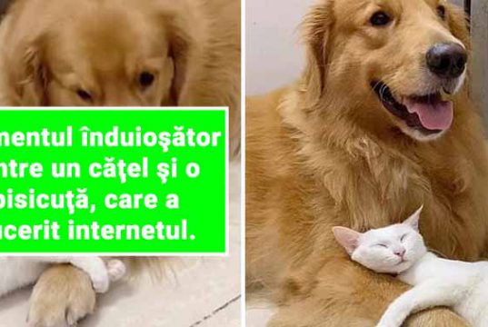 câine şi o pisică
