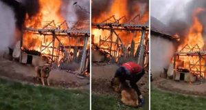câine salvat din incendiu