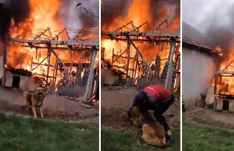 câine salvat din incendiu