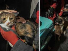 câine poliţist a salvat o pisică