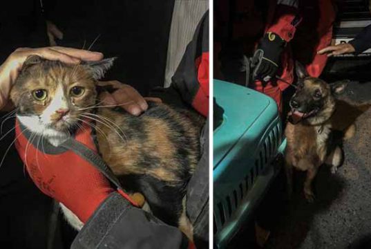 câine poliţist a salvat o pisică