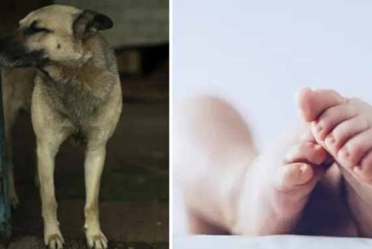 câine vagabond a salvat o fetiță