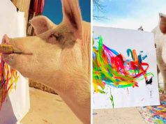 porcul care pictează