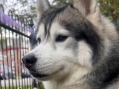 câine husky a salvat un cartier
