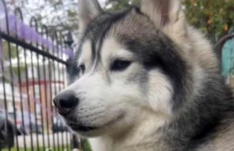 câine husky a salvat un cartier